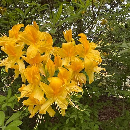 Apartment Gnubbel Am Wald ไวส์วาสเซอร์ ภายนอก รูปภาพ